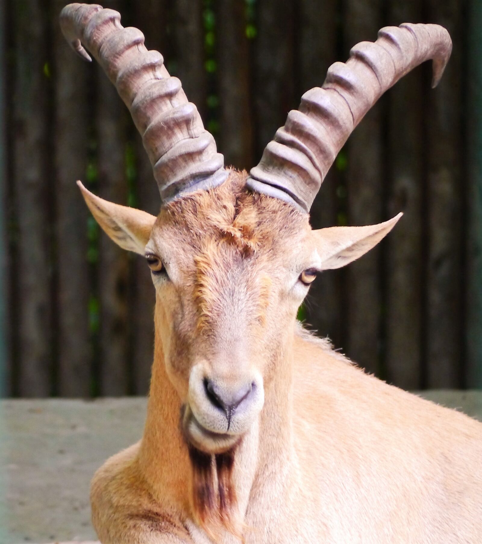 Panasonic Lumix DMC-G3 sample photo. Capricorn, goat, horned photography