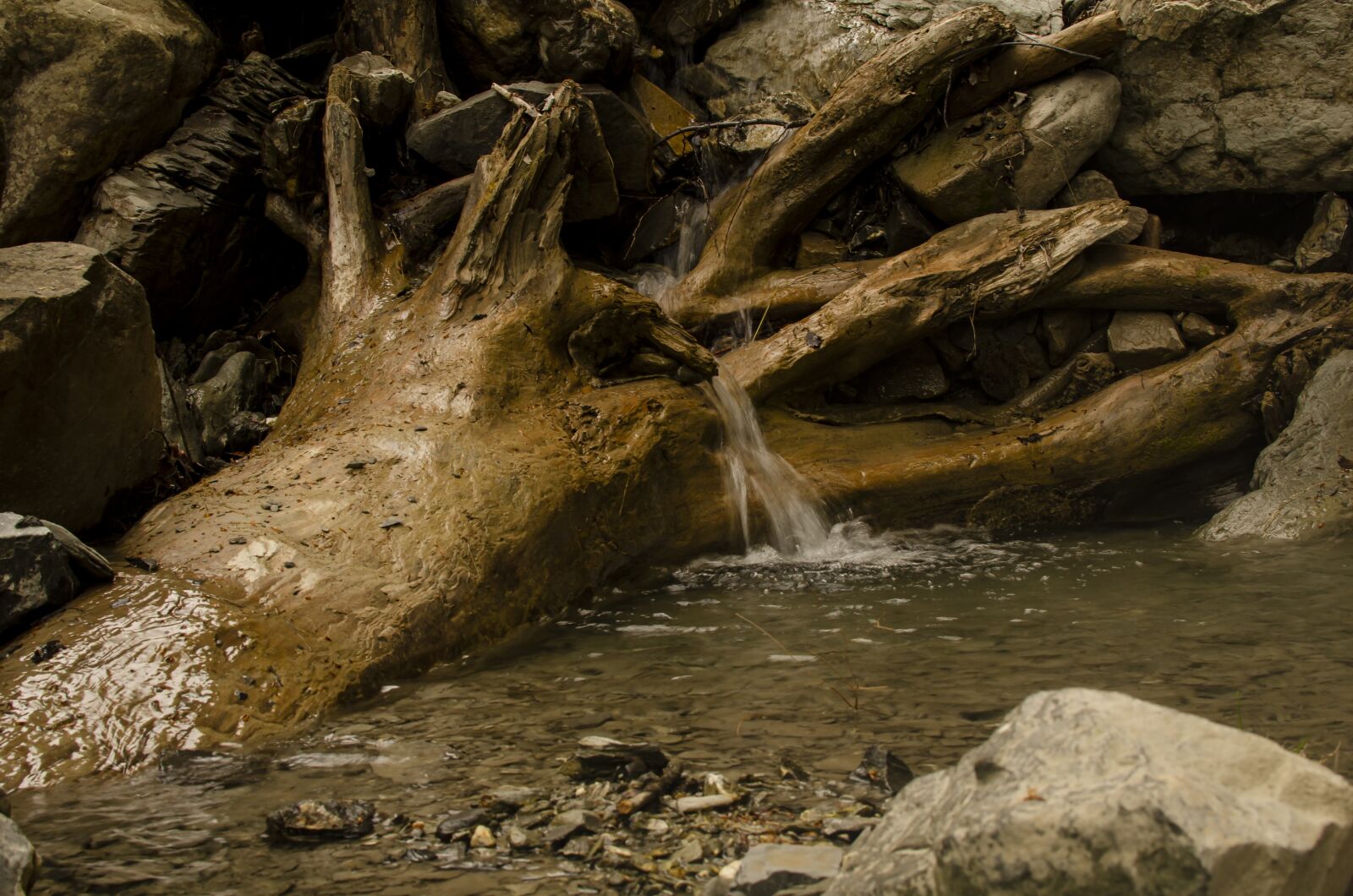 Nikon D7000 sample photo. Tree, landscape, nature photography