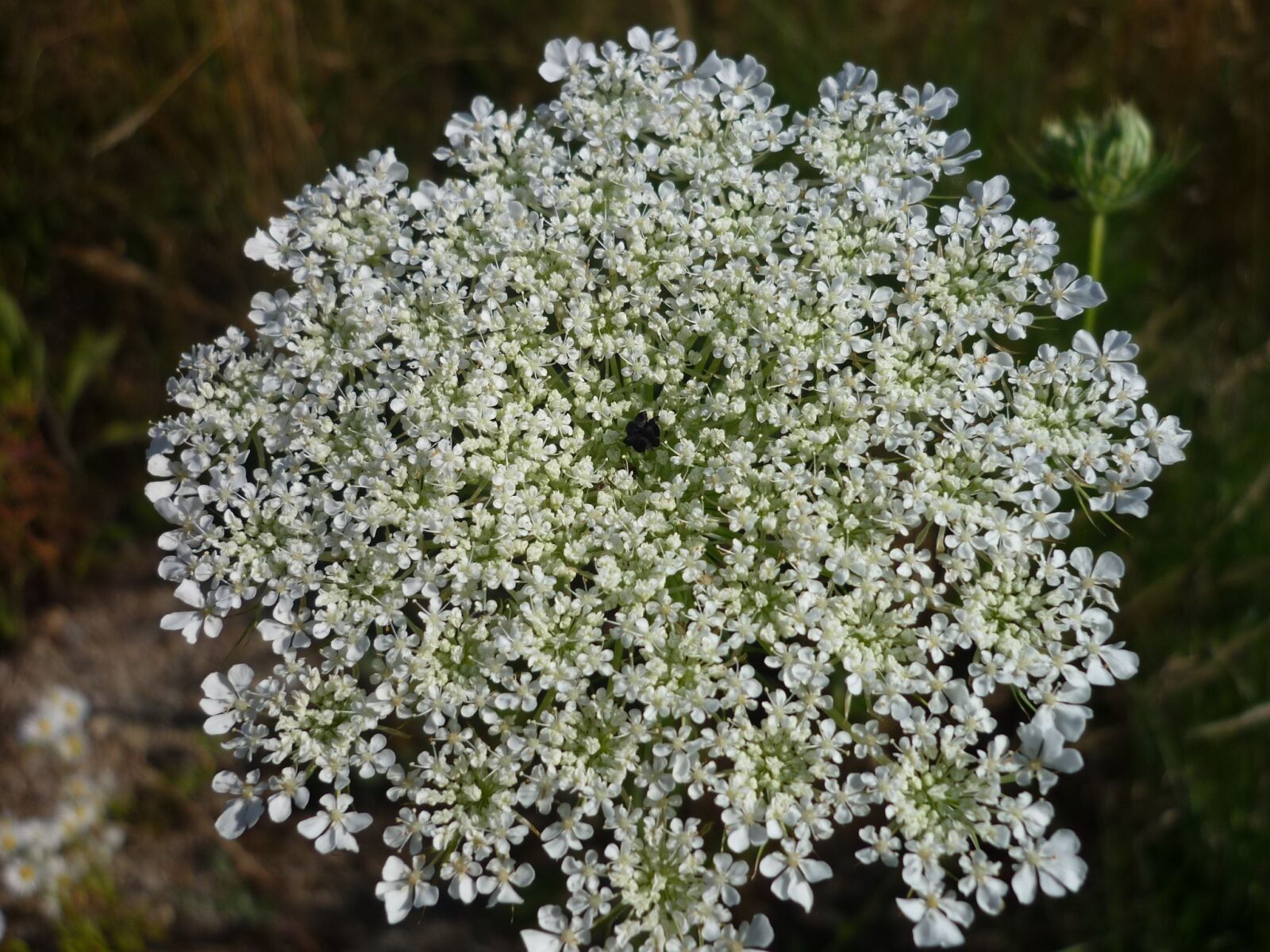 Panasonic Lumix DMC-FS6 sample photo. Flower umbel, nature, many photography