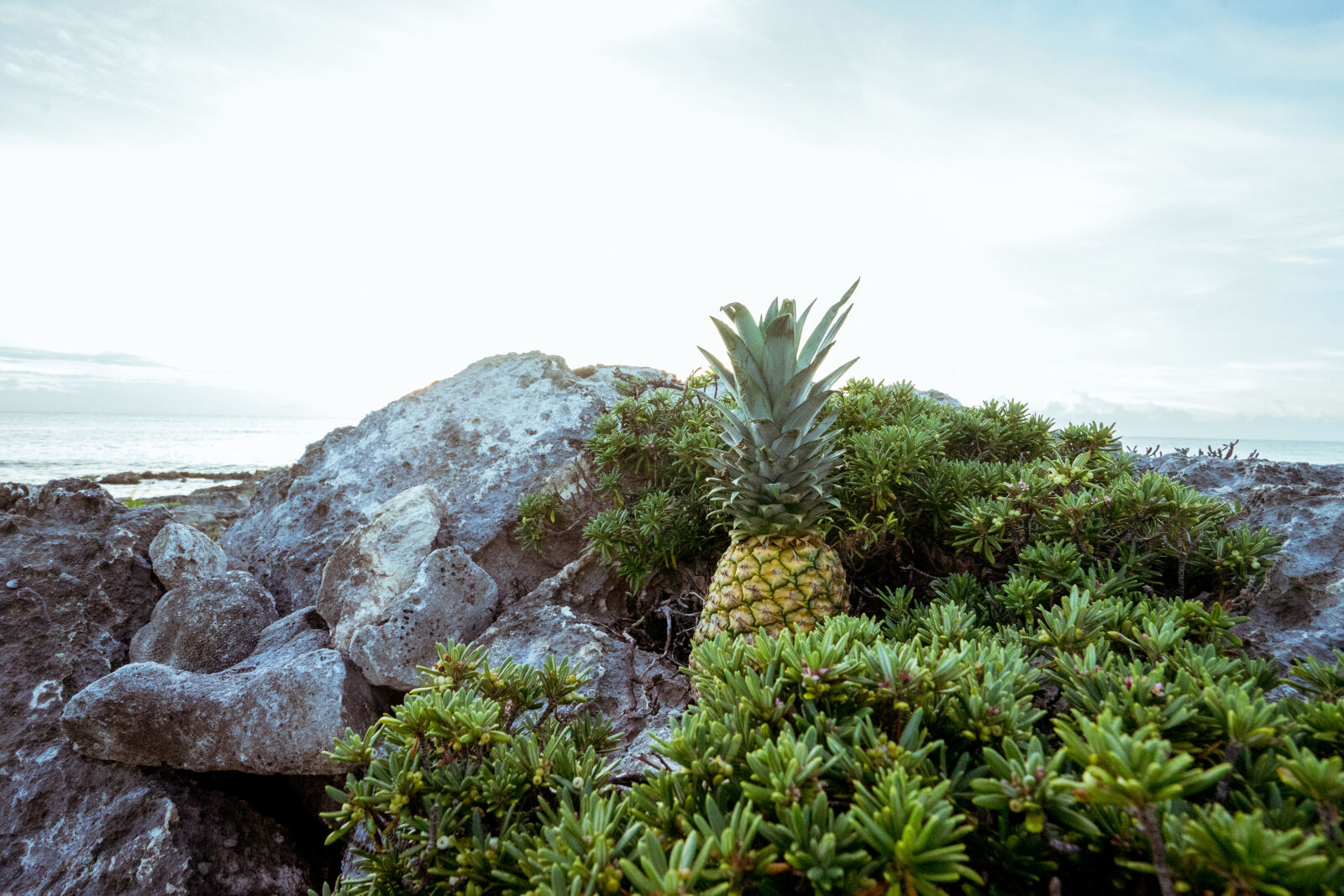 Sony Vario-Tessar T* FE 16-35mm F4 ZA OSS sample photo. Beach, daylight, fruit, landscape photography