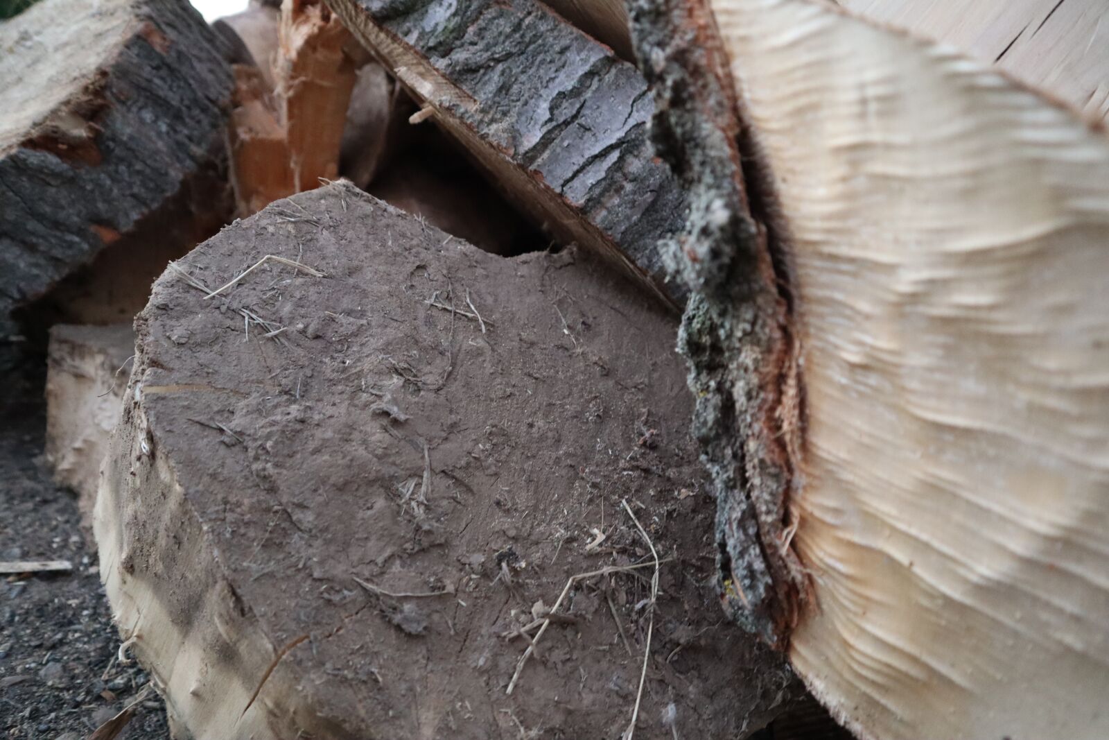 Canon EF-M 15-45mm F3.5-6.3 IS STM sample photo. Wood, forest, subject premium photography