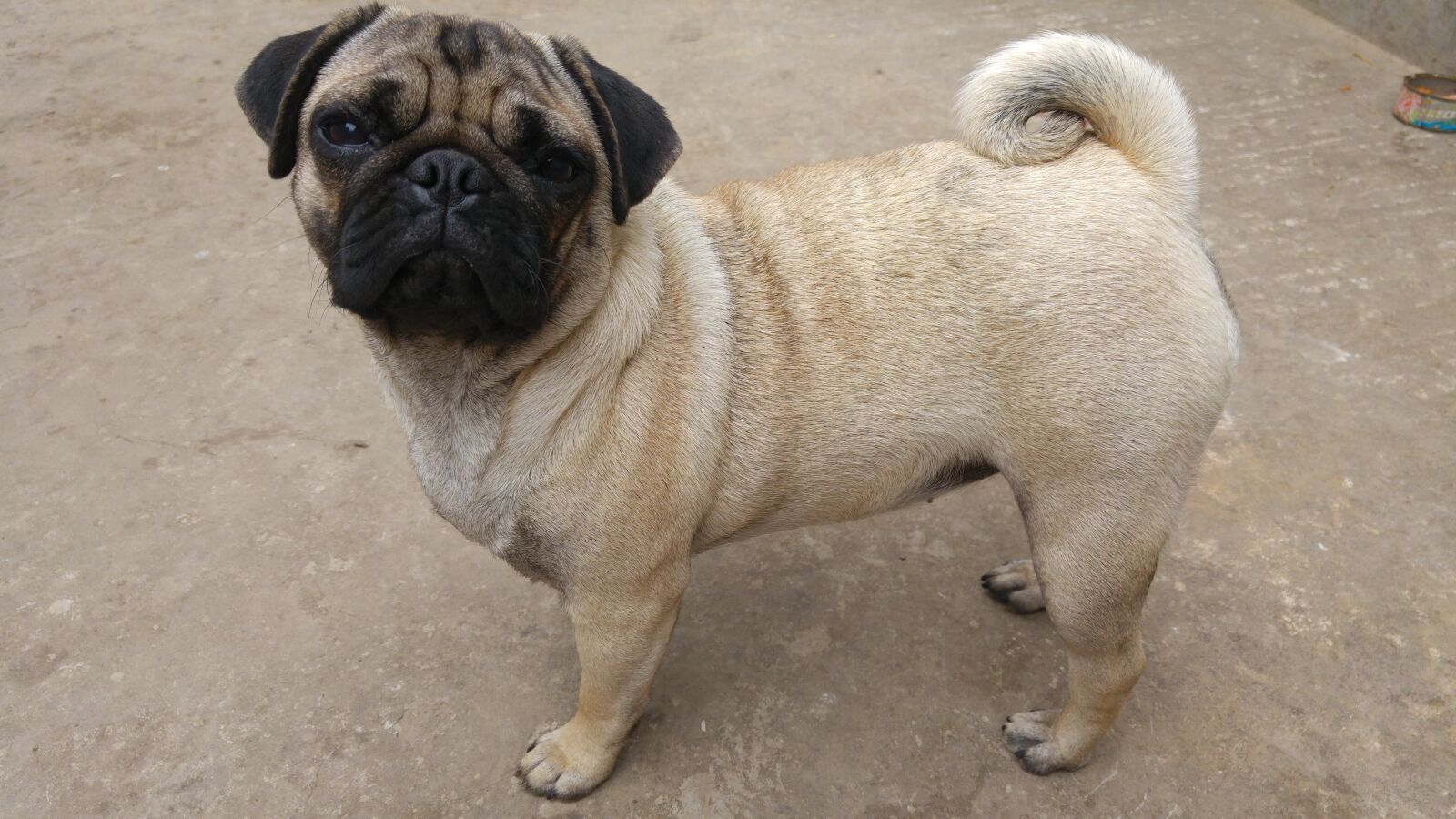 LG G4 sample photo. Pets, dogs, animals photography
