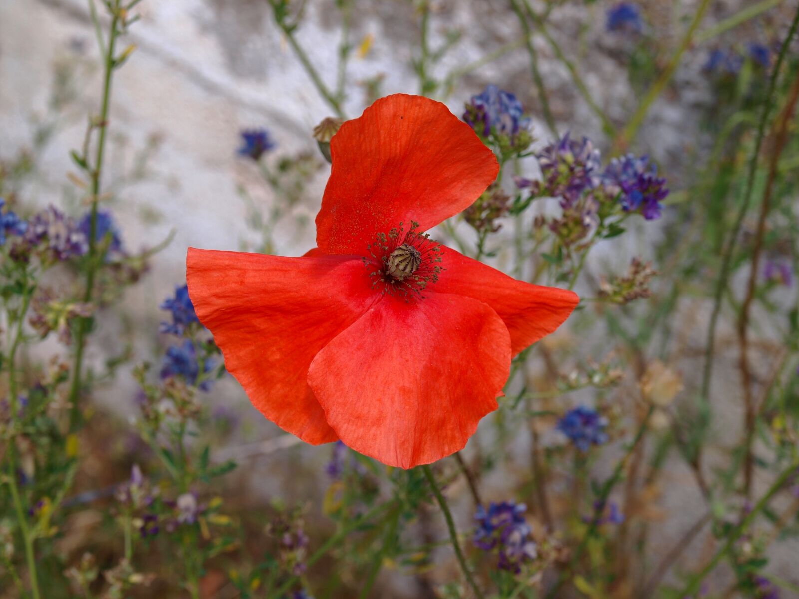 Olympus E-420 (EVOLT E-420) sample photo. Poppy, poppy oblong, wild photography
