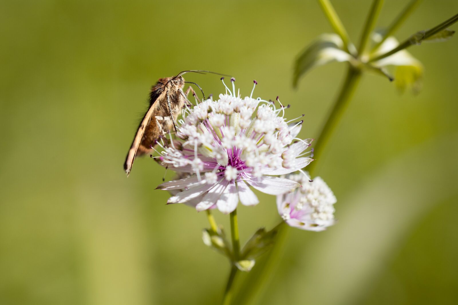 Nikon D7100 sample photo. Flower, pointed flower, butterfly photography