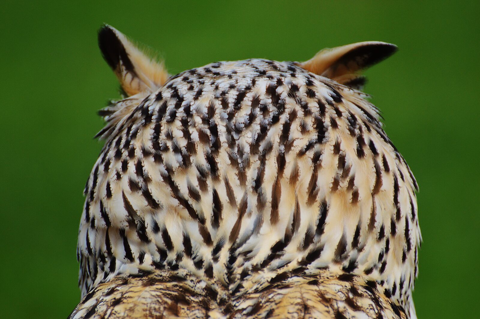 Nikon D3200 sample photo. Owl, wildpark poing, bird photography