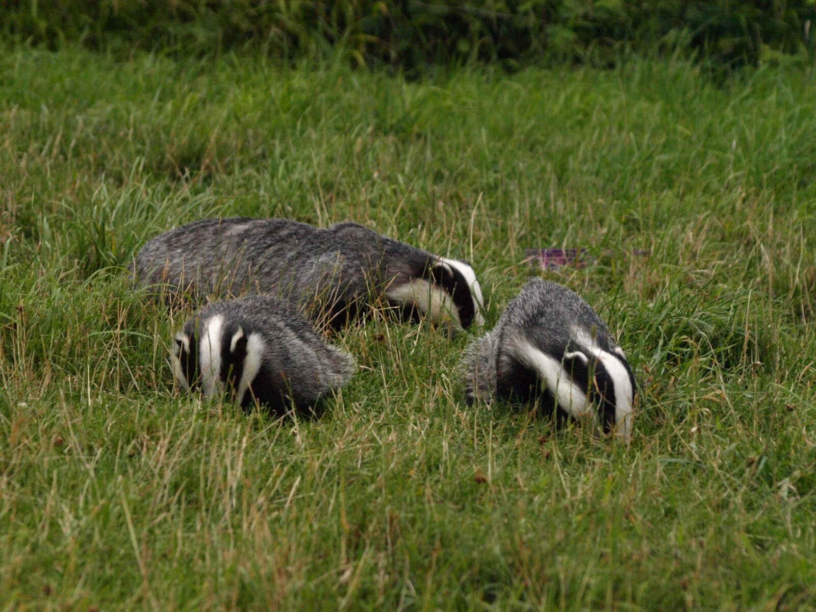 Olympus E-510 (EVOLT E-510) sample photo. Badgers, wildlife, animal photography
