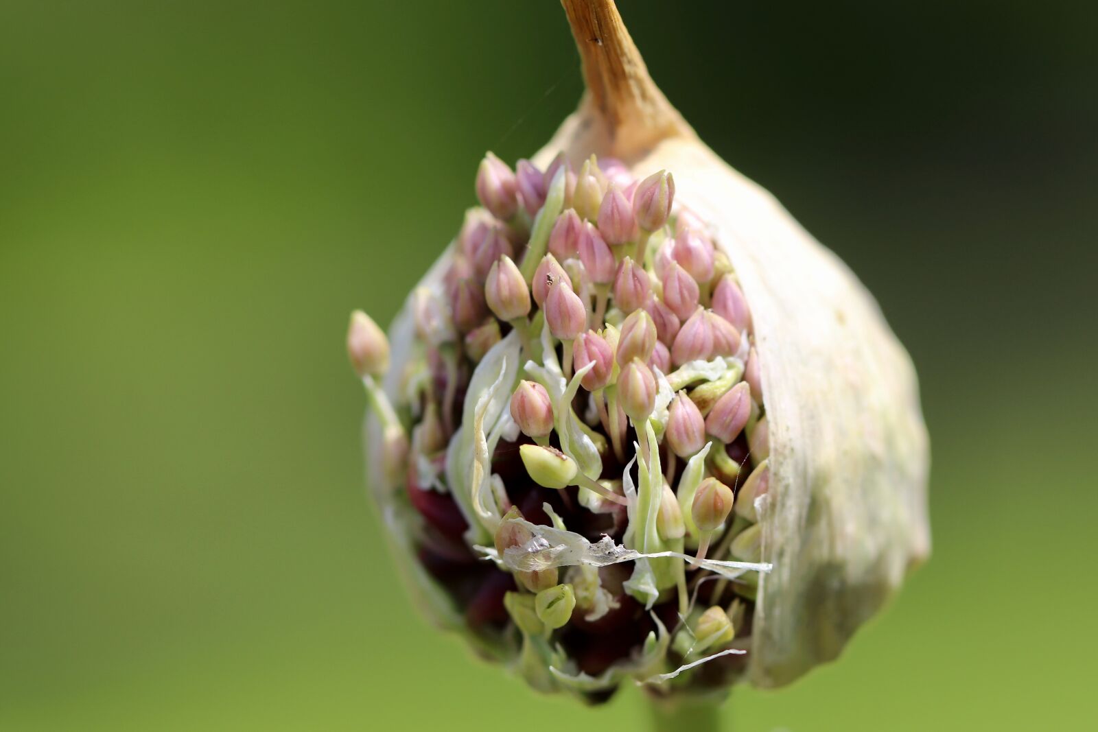 Canon EOS 800D (EOS Rebel T7i / EOS Kiss X9i) sample photo. Allium, leek, ornamental onion photography