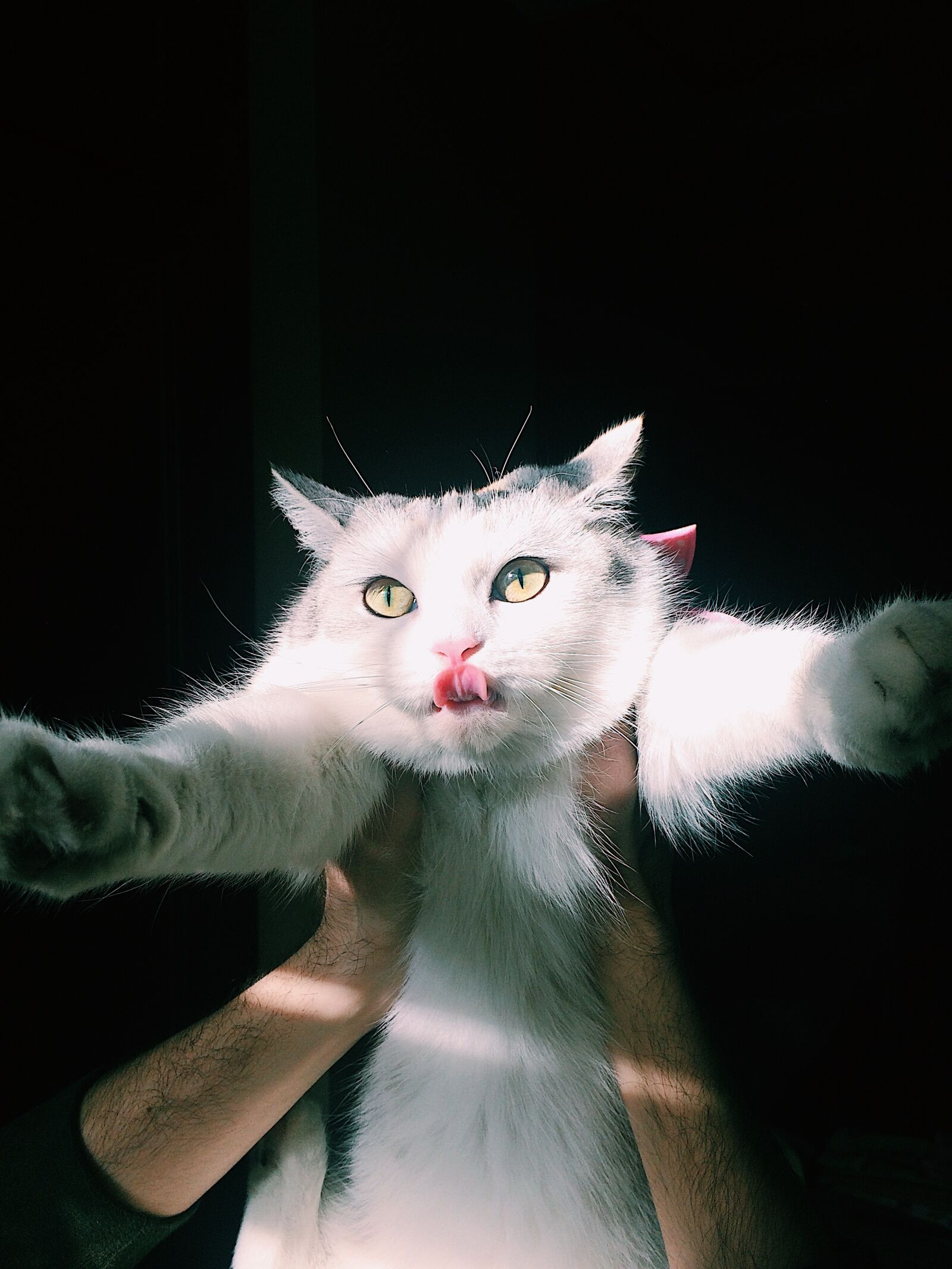 iPhone 5s back camera 4.15mm f/2.2 sample photo. Vladakaf, cat, whitecat, scotty photography