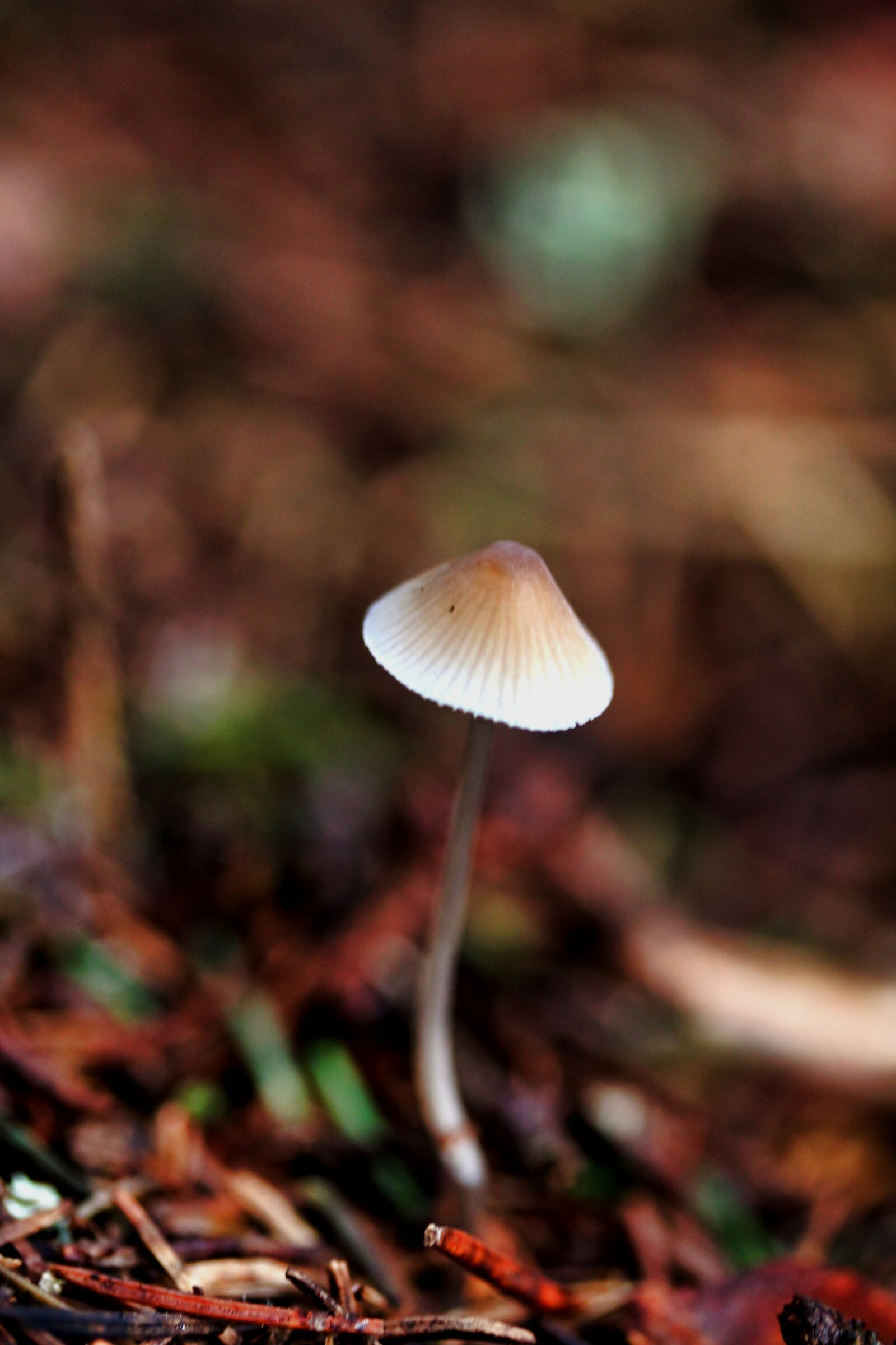 Canon EOS 650D (EOS Rebel T4i / EOS Kiss X6i) + Canon EF-S 60mm F2.8 Macro USM sample photo. Mushroom, forest ground, forest photography