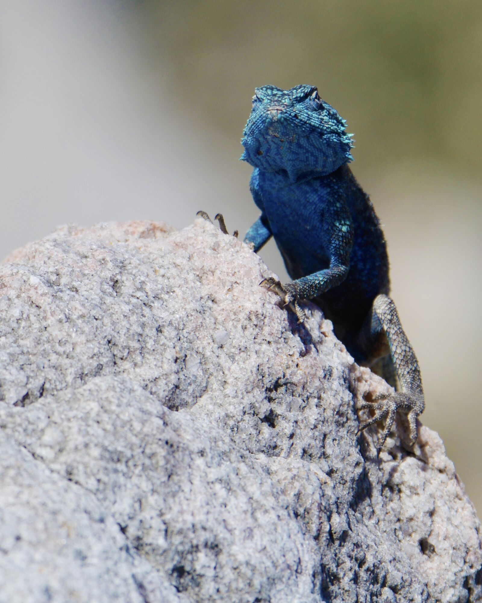 Nikon D600 sample photo. Lizard, south africa, bettys photography