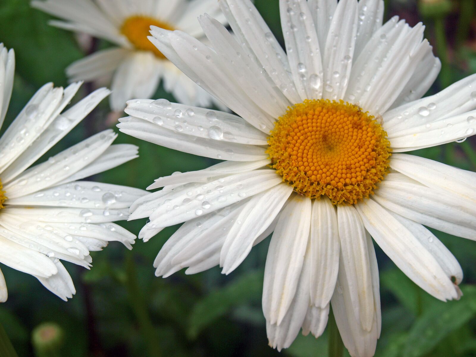 Olympus E-420 (EVOLT E-420) sample photo. White daisy, rocio, flowers photography