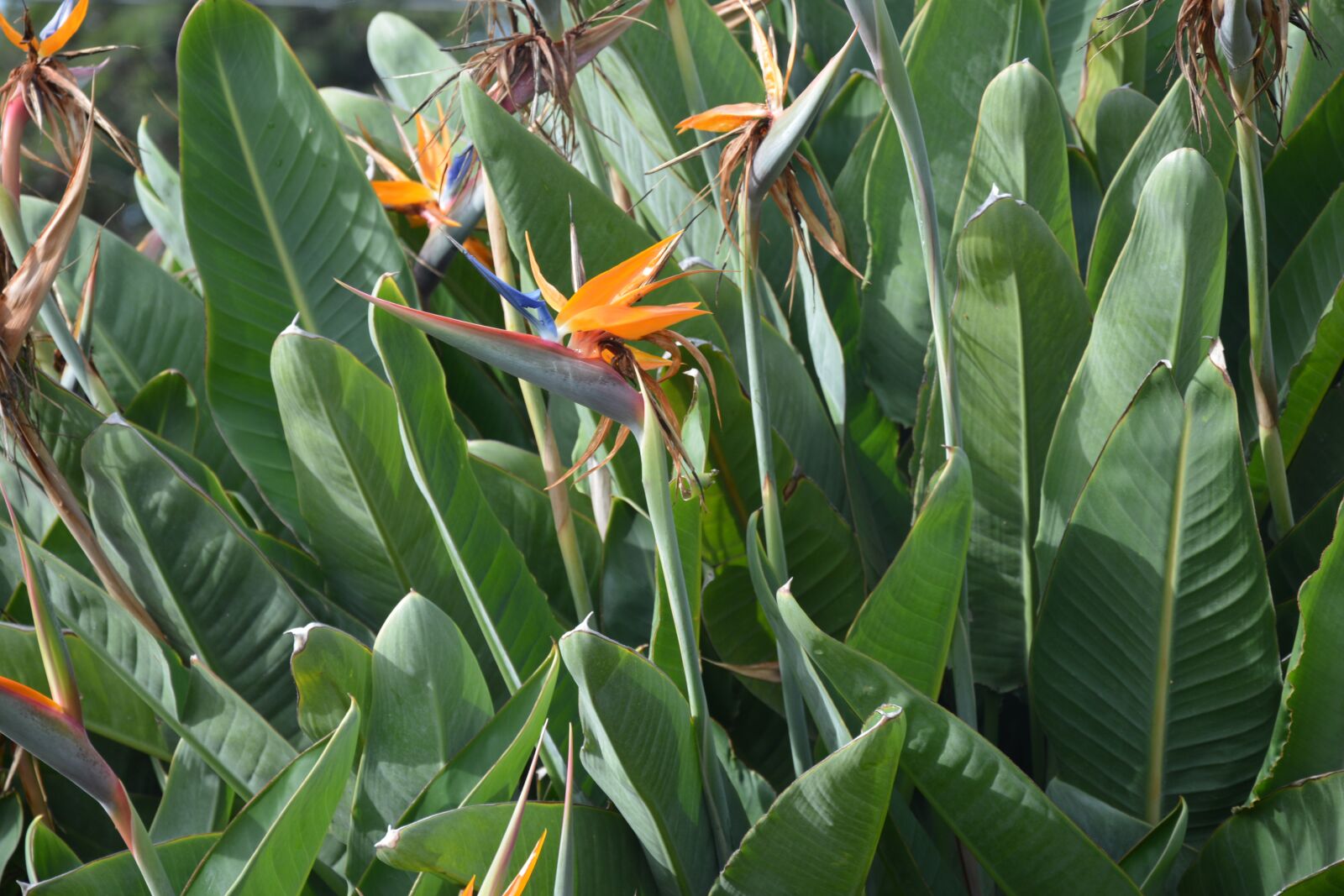 Nikon D7100 sample photo. Flower bird, flower, plant photography