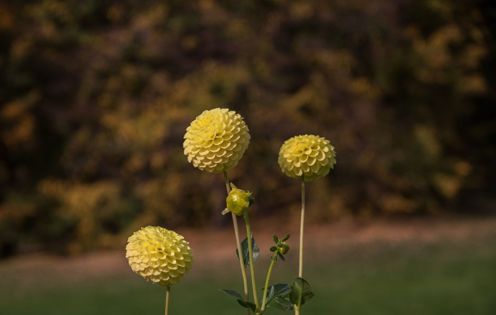 Pentax K-3 sample photo. Dahlia, flower, blossom photography