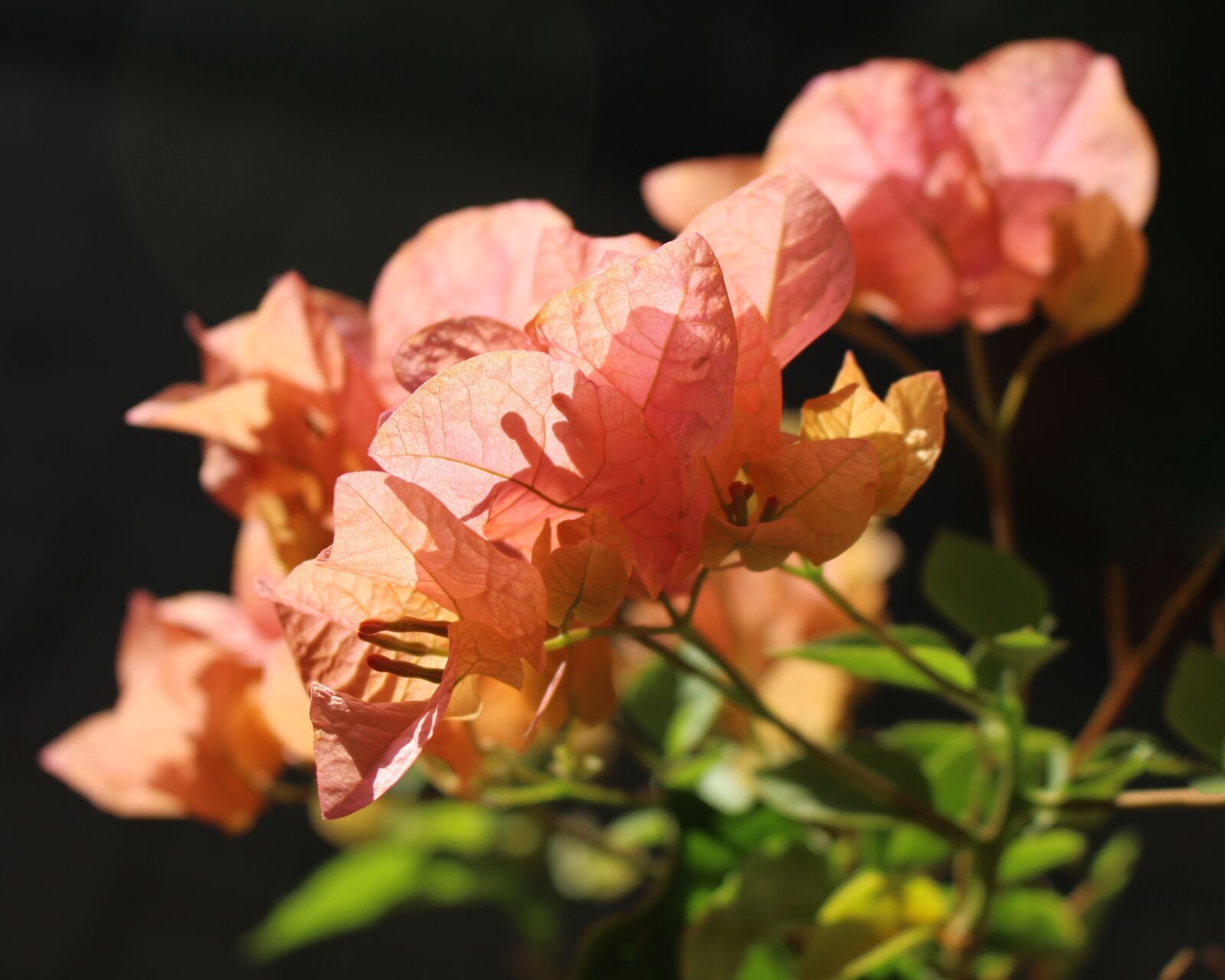 Canon EOS 700D (EOS Rebel T5i / EOS Kiss X7i) sample photo. Bougainvillea, bracts, flowers photography