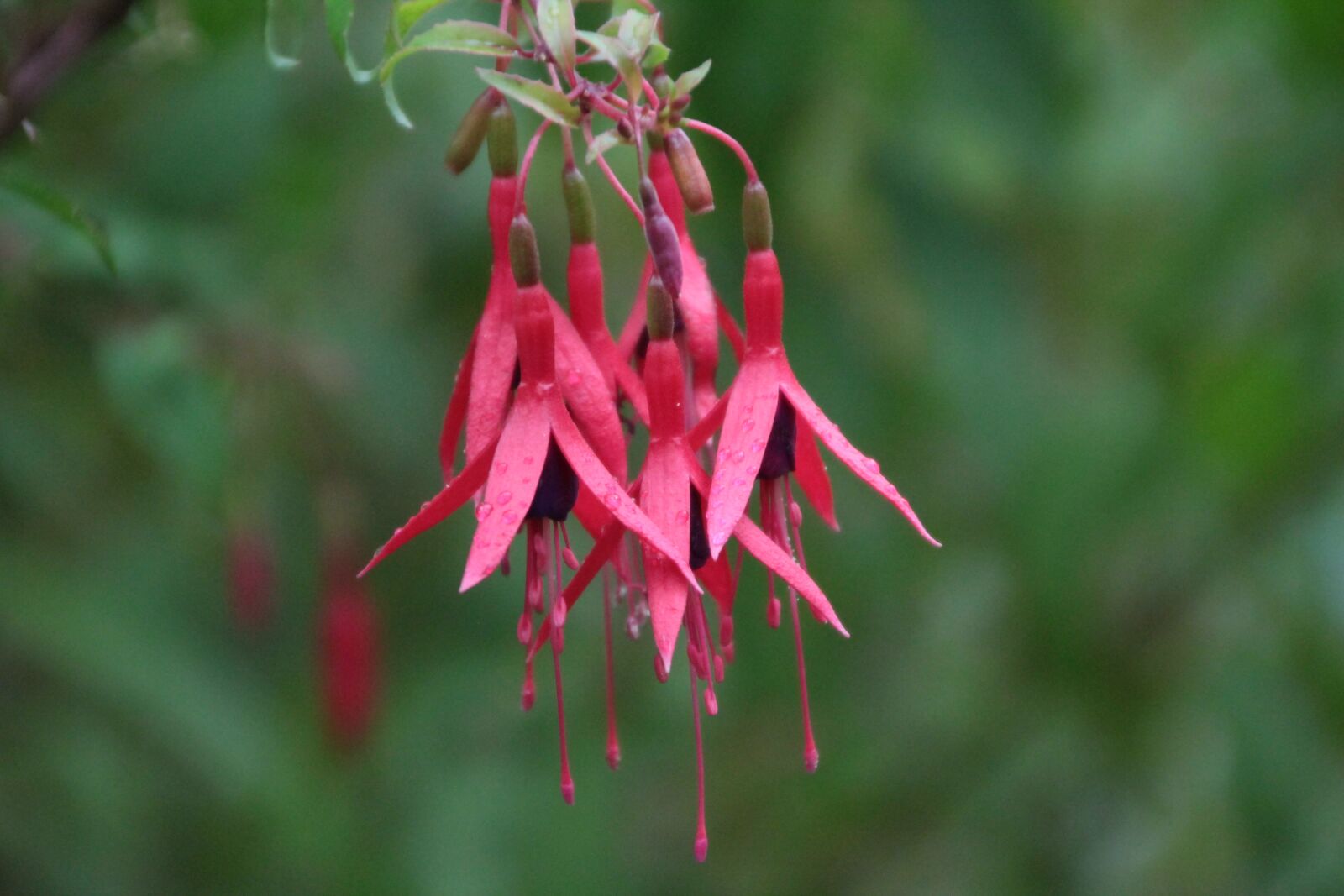 Canon EOS 600D (Rebel EOS T3i / EOS Kiss X5) sample photo. Fushia magellan, fushia, fushia photography