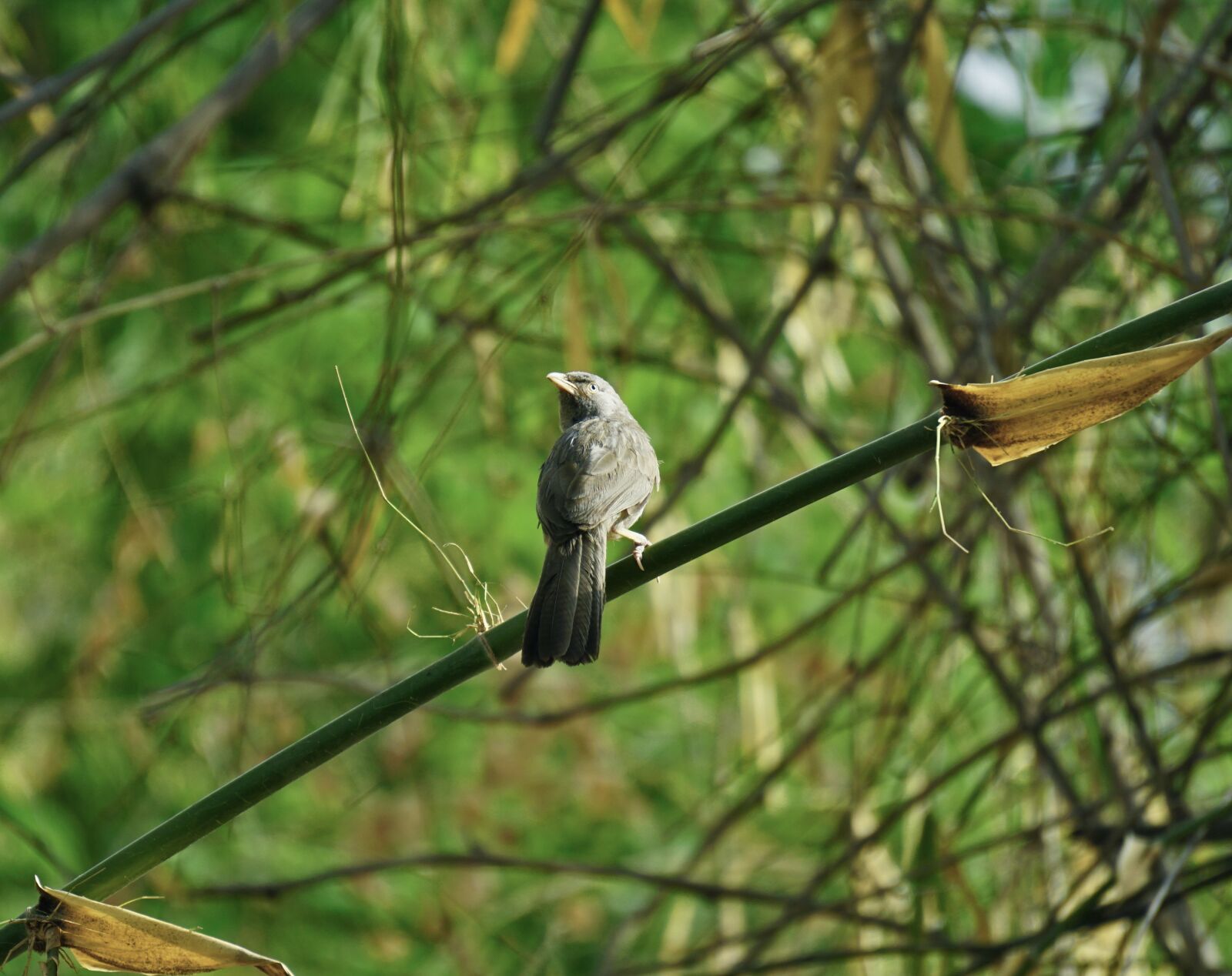Sony a6000 sample photo. Angrybird, indian, maina photography