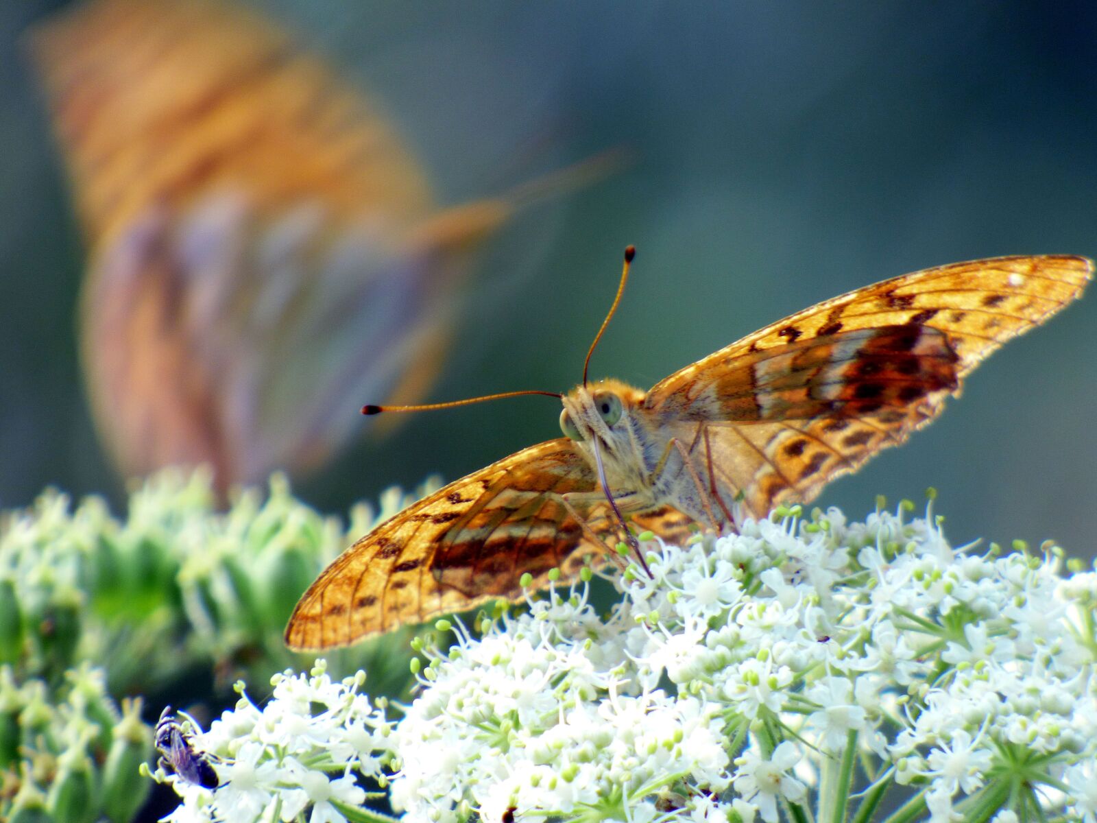Panasonic DMC-FZ72 sample photo. Butterfly, wings, flower photography