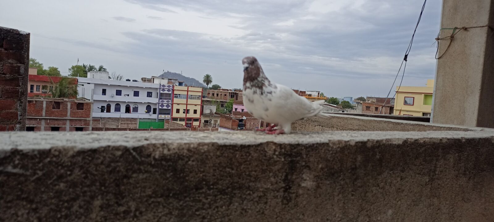 Realme RMX2001 sample photo. Pigeon, bird, fly photography