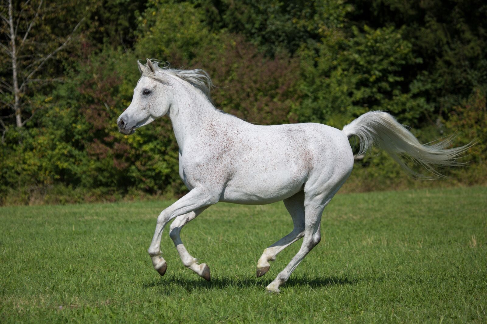 Canon EF 100-400mm F4.5-5.6L IS USM sample photo. Horse, running, white photography