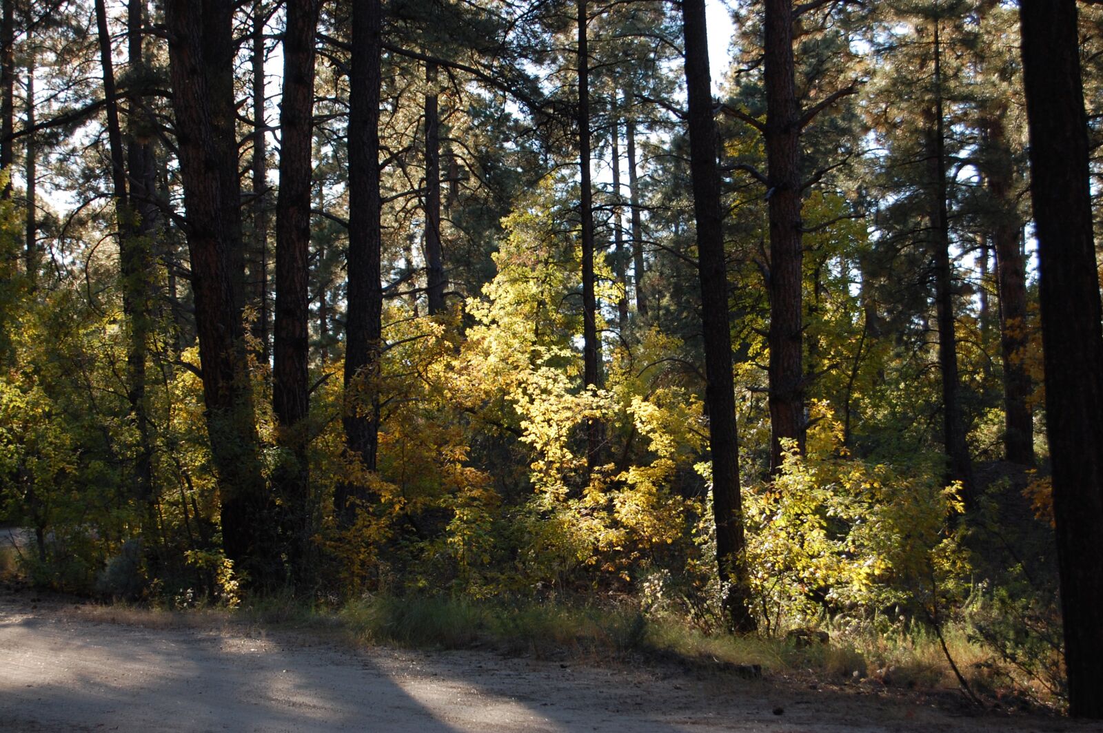 Nikon D40 sample photo. Forest, dusk, nature photography