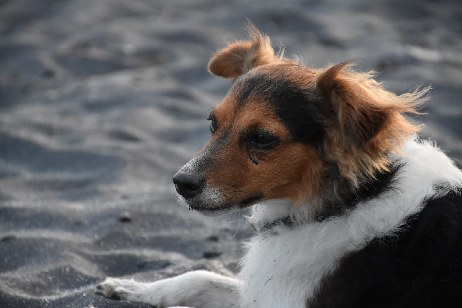 Nikon D7200 sample photo. Dog, sand, pet photography
