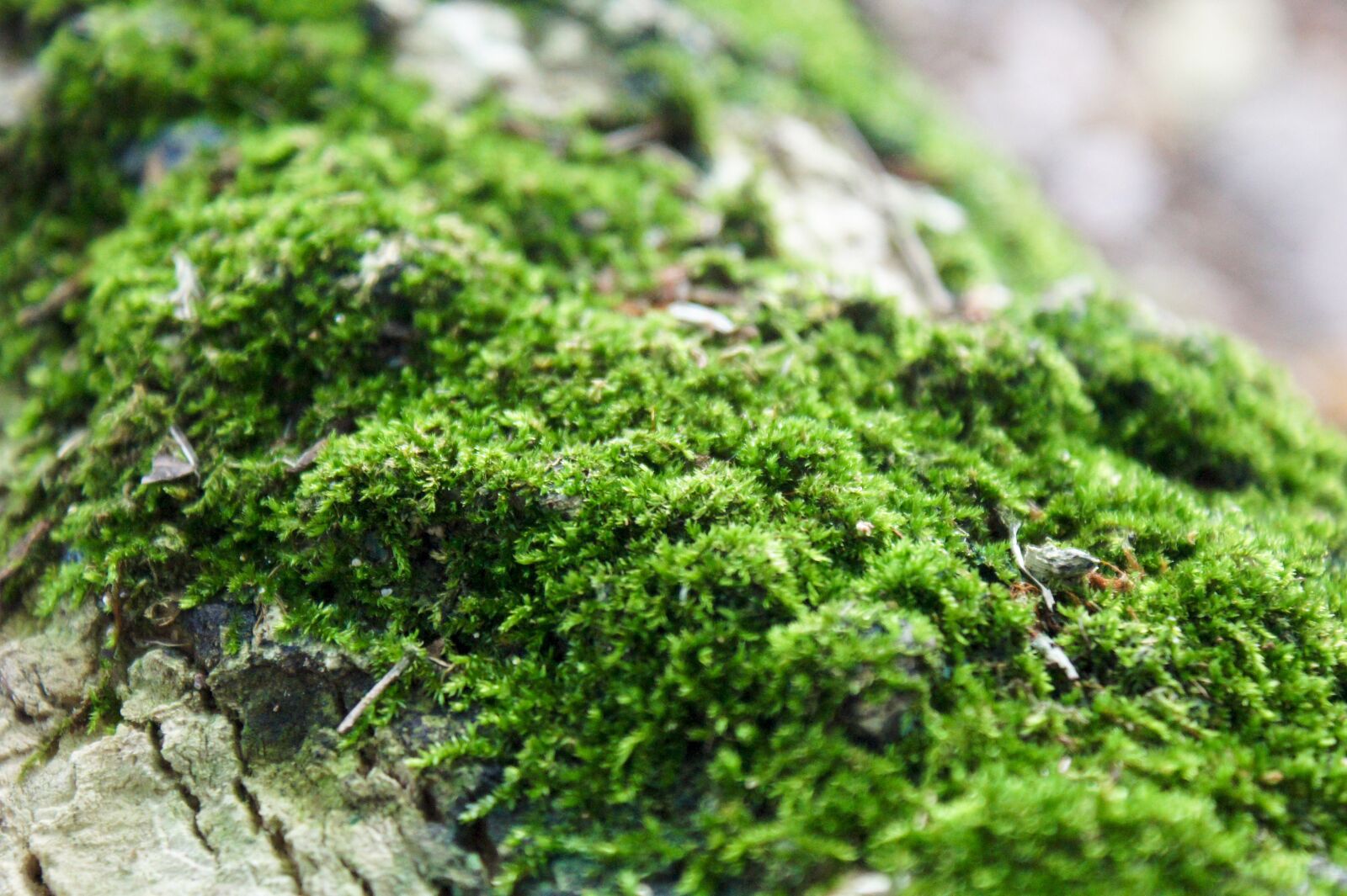 Sony SLT-A33 + Sony DT 18-70mm F3.5-5.6 sample photo. Moss, forest, nature photography
