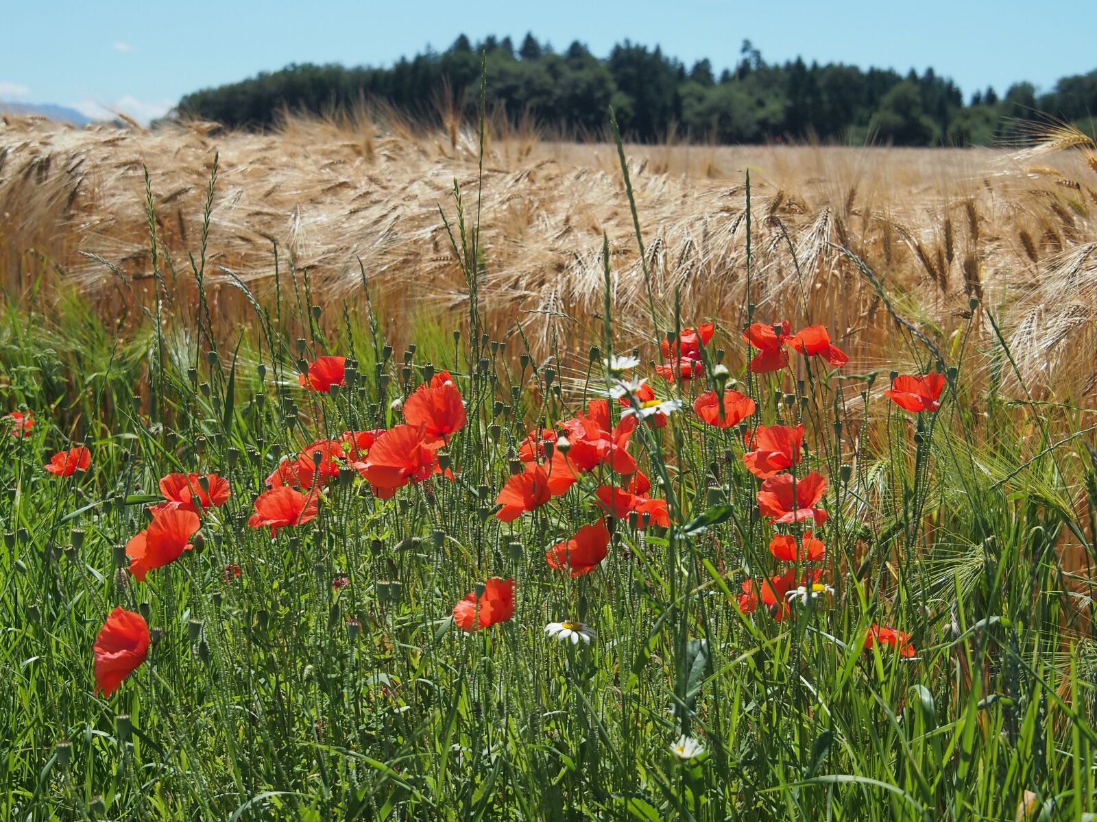 Olympus PEN E-PL3 sample photo. Summer, cereals, landscape photography