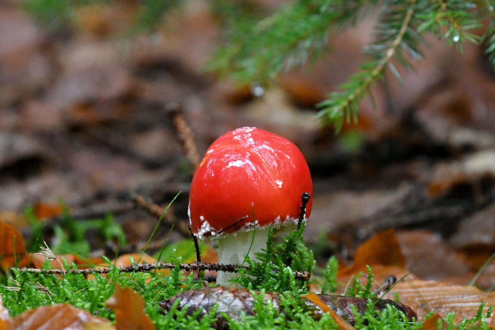 Nikon D500 sample photo. Mushroom, fly agaric, forest photography