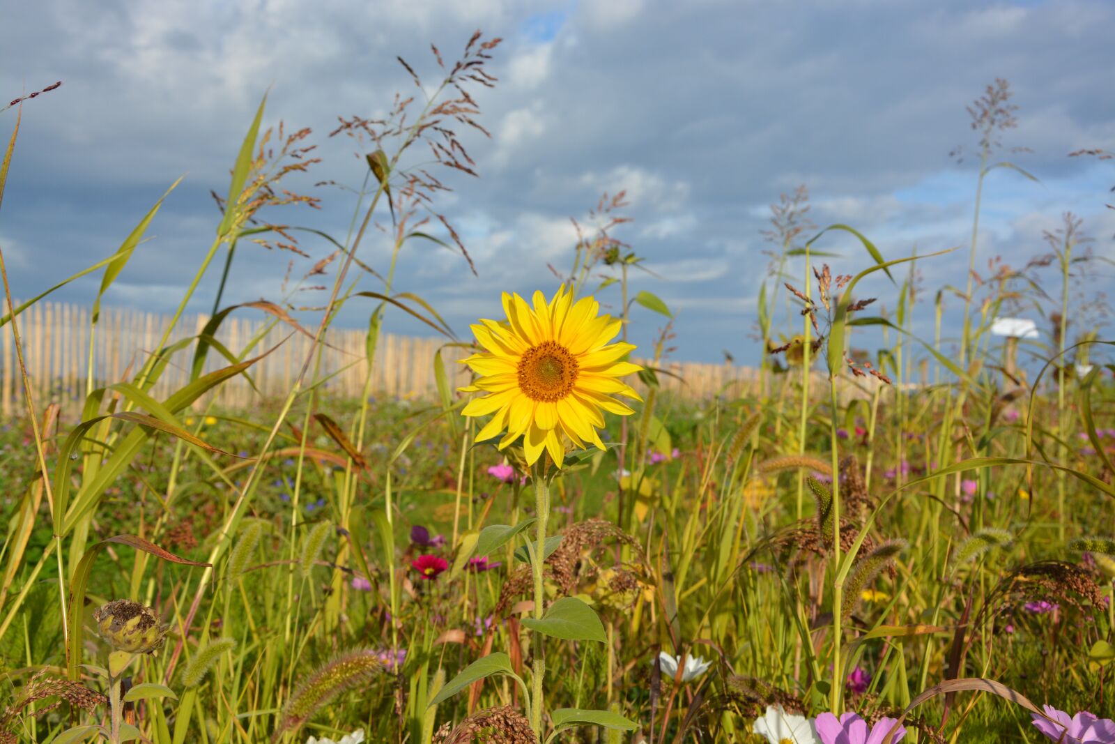 Nikon D5200 sample photo. Yellow flower, sunflower, yellow photography