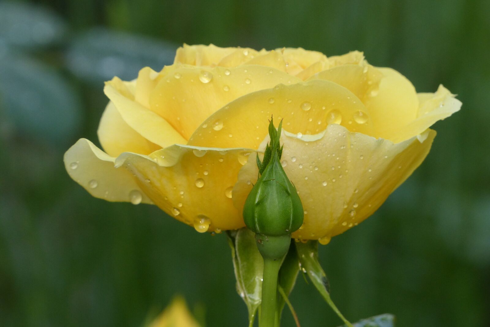 Panasonic Lumix DMC-FZ200 sample photo. Rose, flower, garden photography