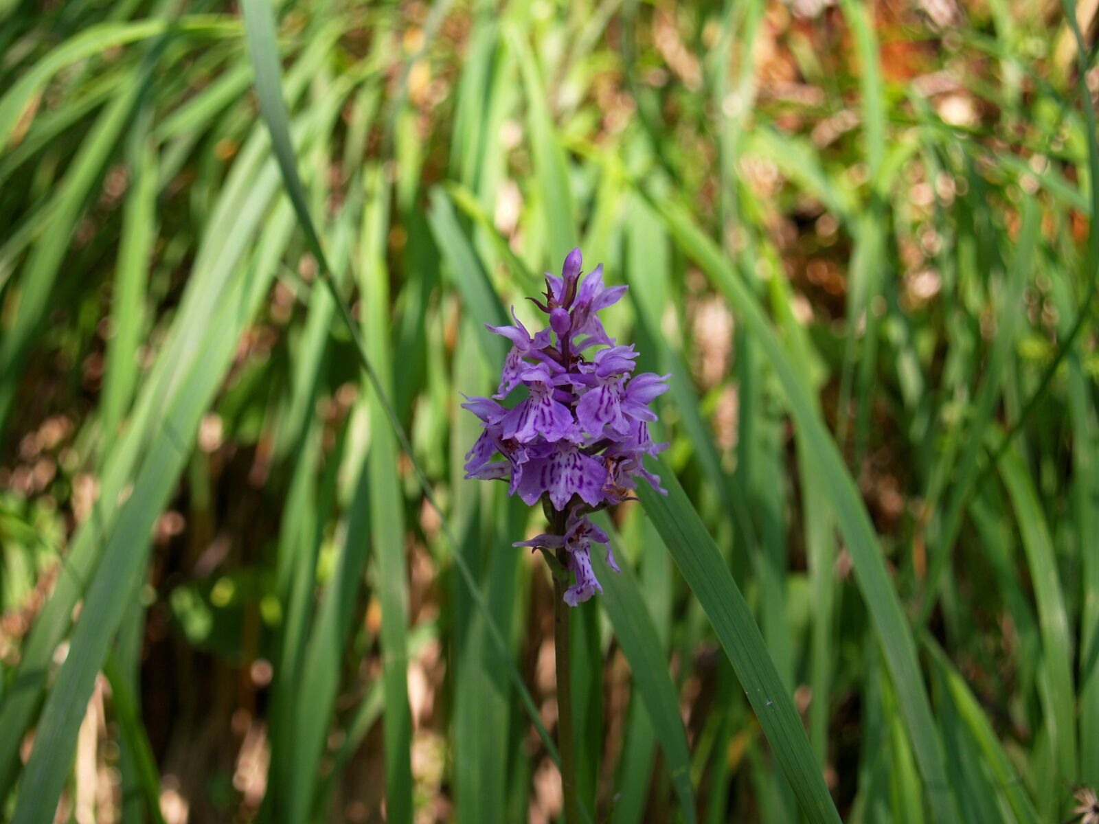 Olympus E-330 (EVOLT E-330) sample photo. Alpine flower, orchid, mountain photography