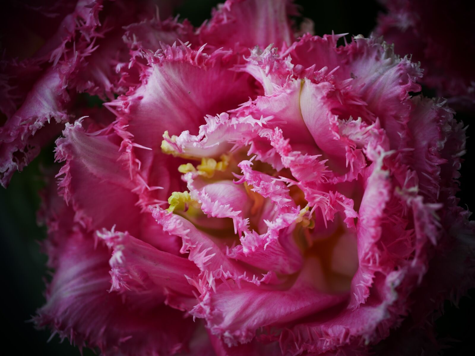Panasonic Lumix DMC-G7 sample photo. Tulip, flower, pink photography