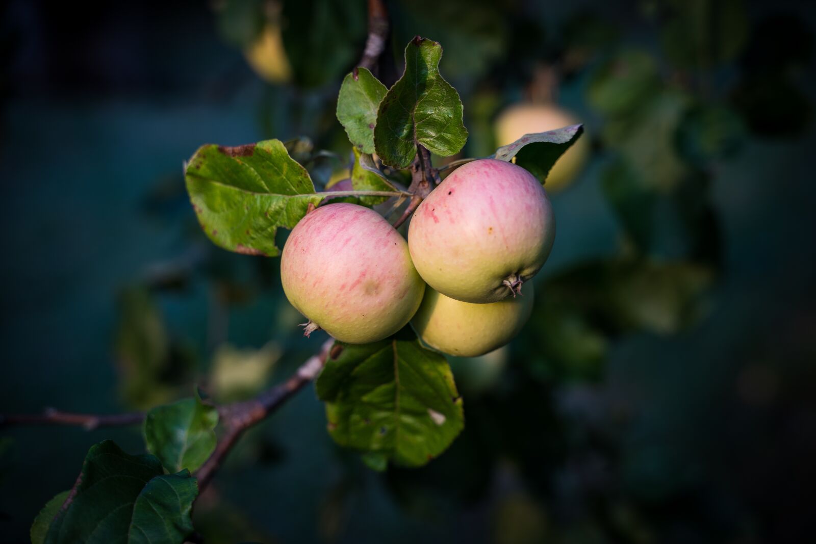 Sony a7 III + Tamron 28-75mm F2.8 Di III RXD sample photo. Apple, apple tree, mature photography