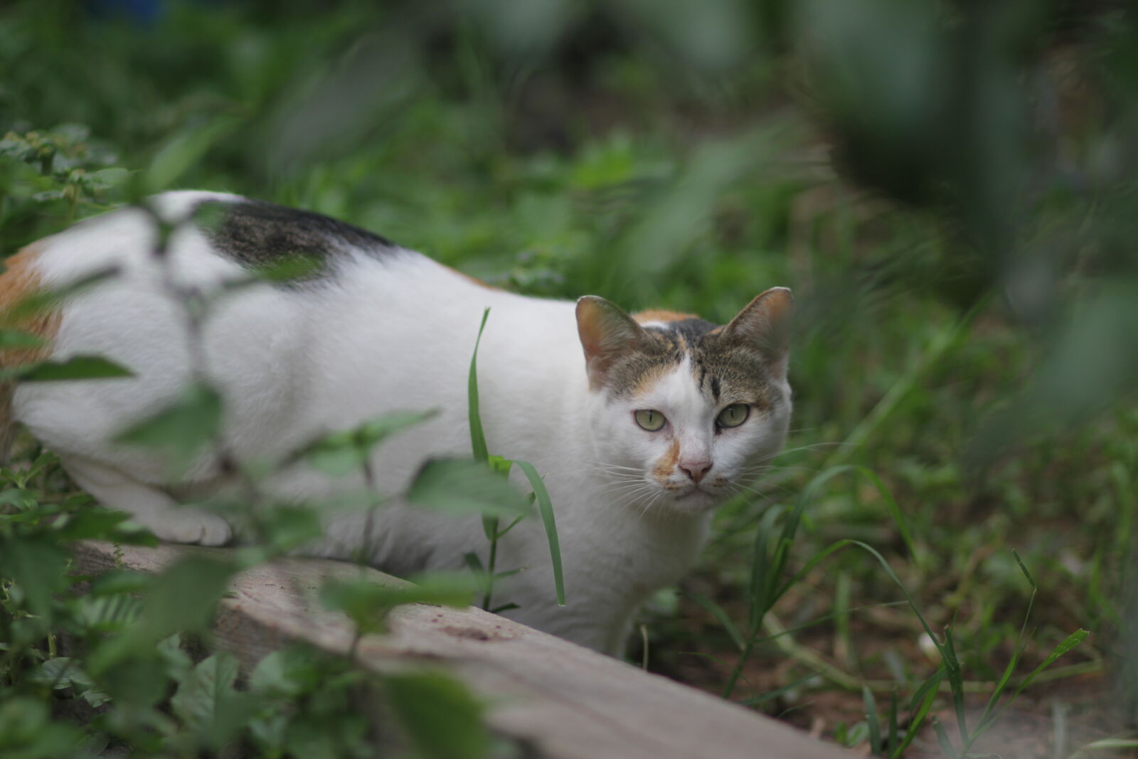 Canon EOS 7D + Canon EF 85mm F1.8 USM sample photo. Cat photography