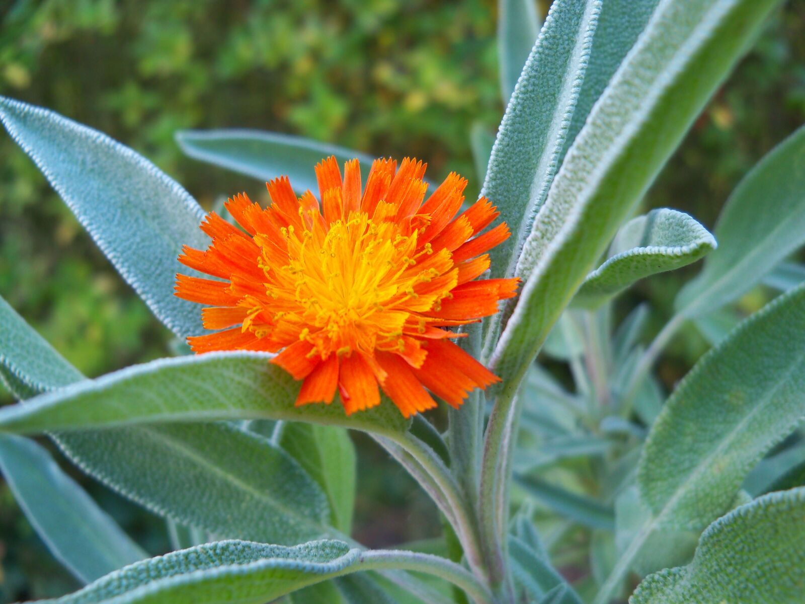 Kodak EasyShare Z915 sample photo. Orange, flower, summer photography