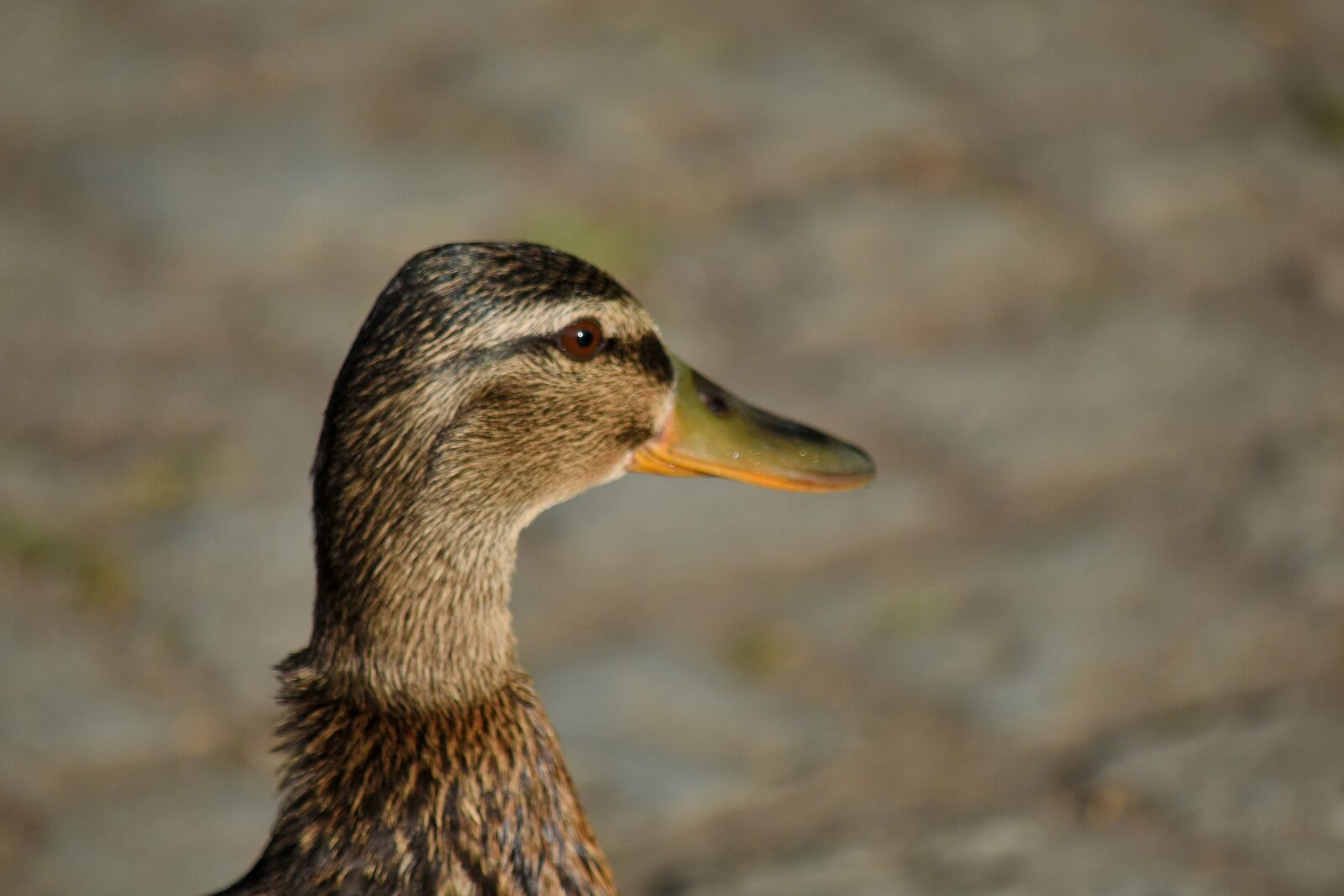 Nikon D5500 sample photo. Side view, duck bird photography