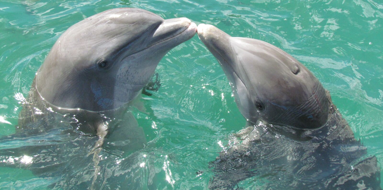 Canon PowerShot SX30 IS sample photo. Dolphin, sea, love photography