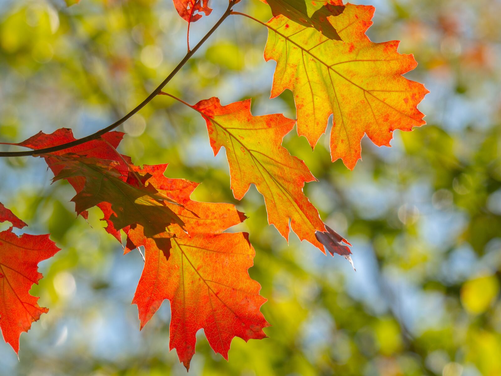 LUMIX G VARIO 100-300/F4.0-5.6II sample photo. Leaves, fall color, colorful photography