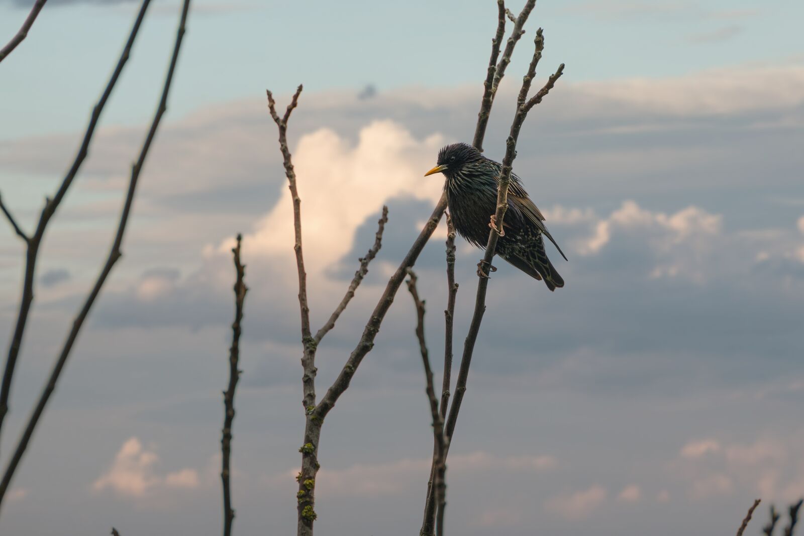 Canon EOS 6D Mark II sample photo. Star, bird, nature photography