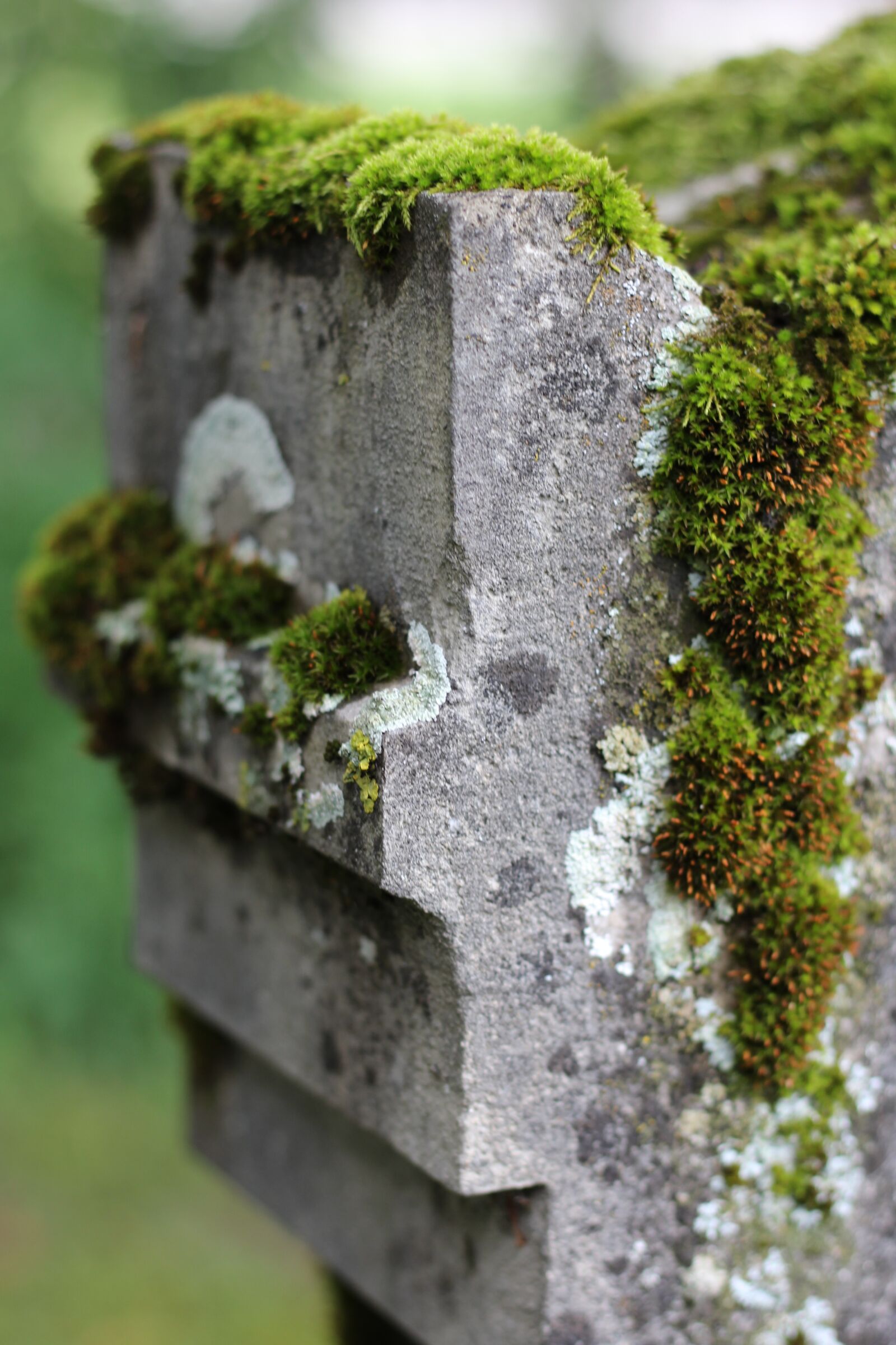 Canon EOS 1200D (EOS Rebel T5 / EOS Kiss X70 / EOS Hi) + Canon EF 50mm F1.8 STM sample photo. Moss, tombstone, jewish cemetery photography