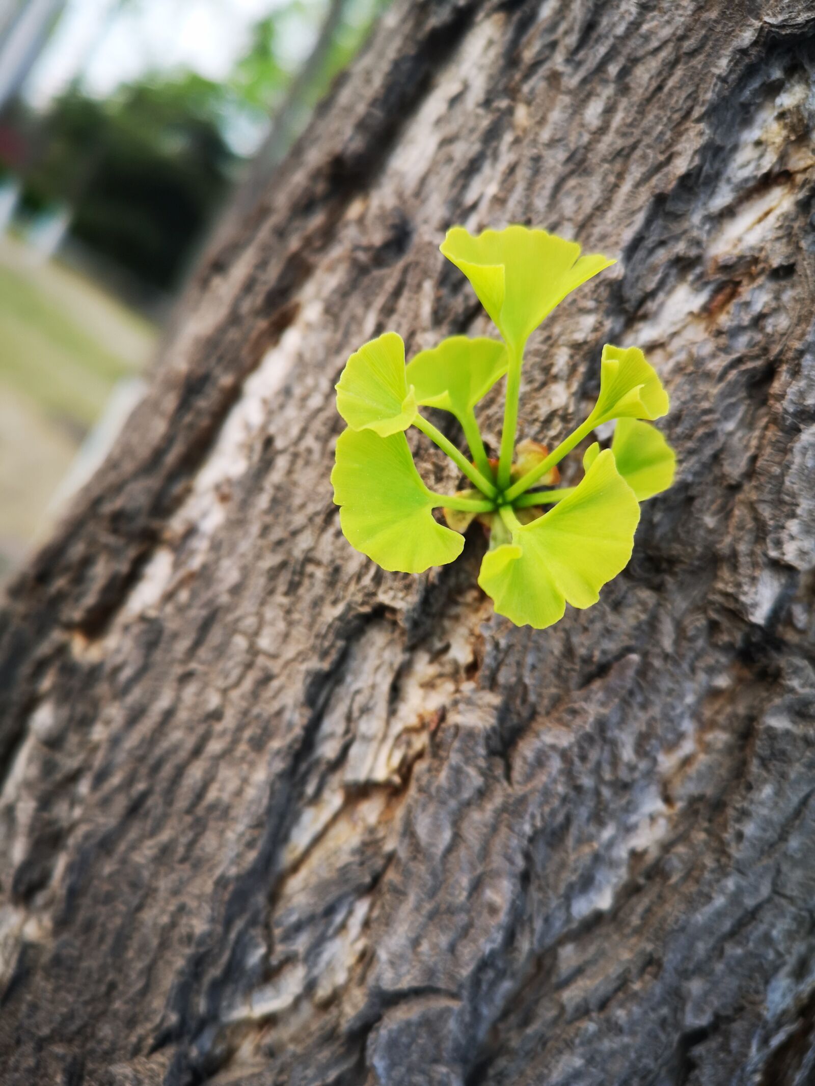 HUAWEI P20 Pro sample photo. Spring, germination, plant photography