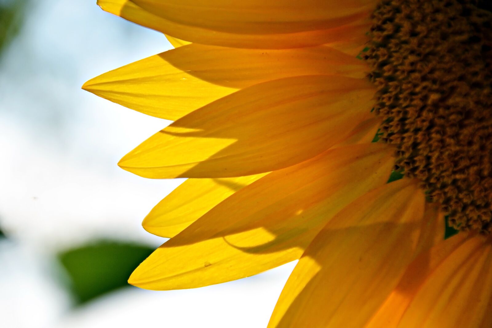 Nikon D3100 sample photo. Sunflower, plant, flowering photography