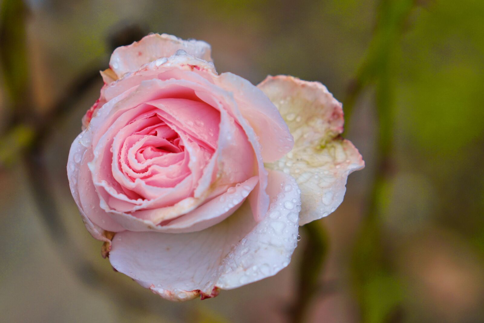 Sony a5100 sample photo. Rose, pink, flower blossom photography