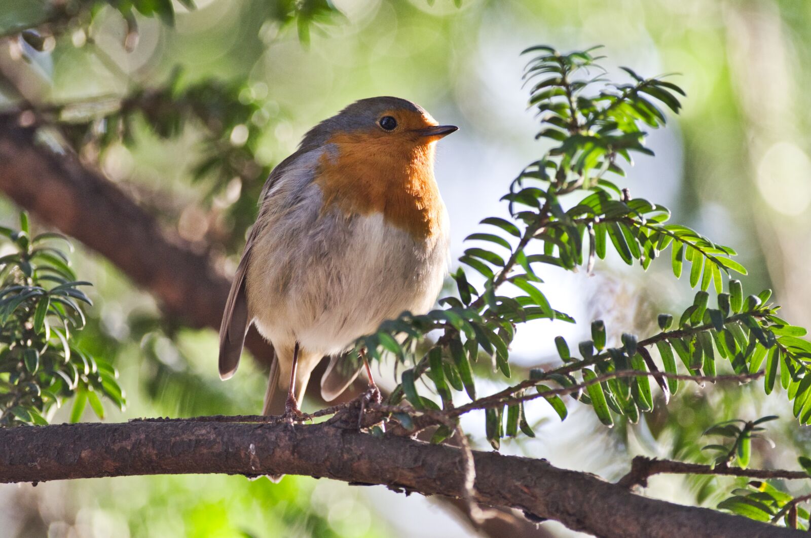 Pentax K-30 sample photo. Robin, songbird, plumage photography