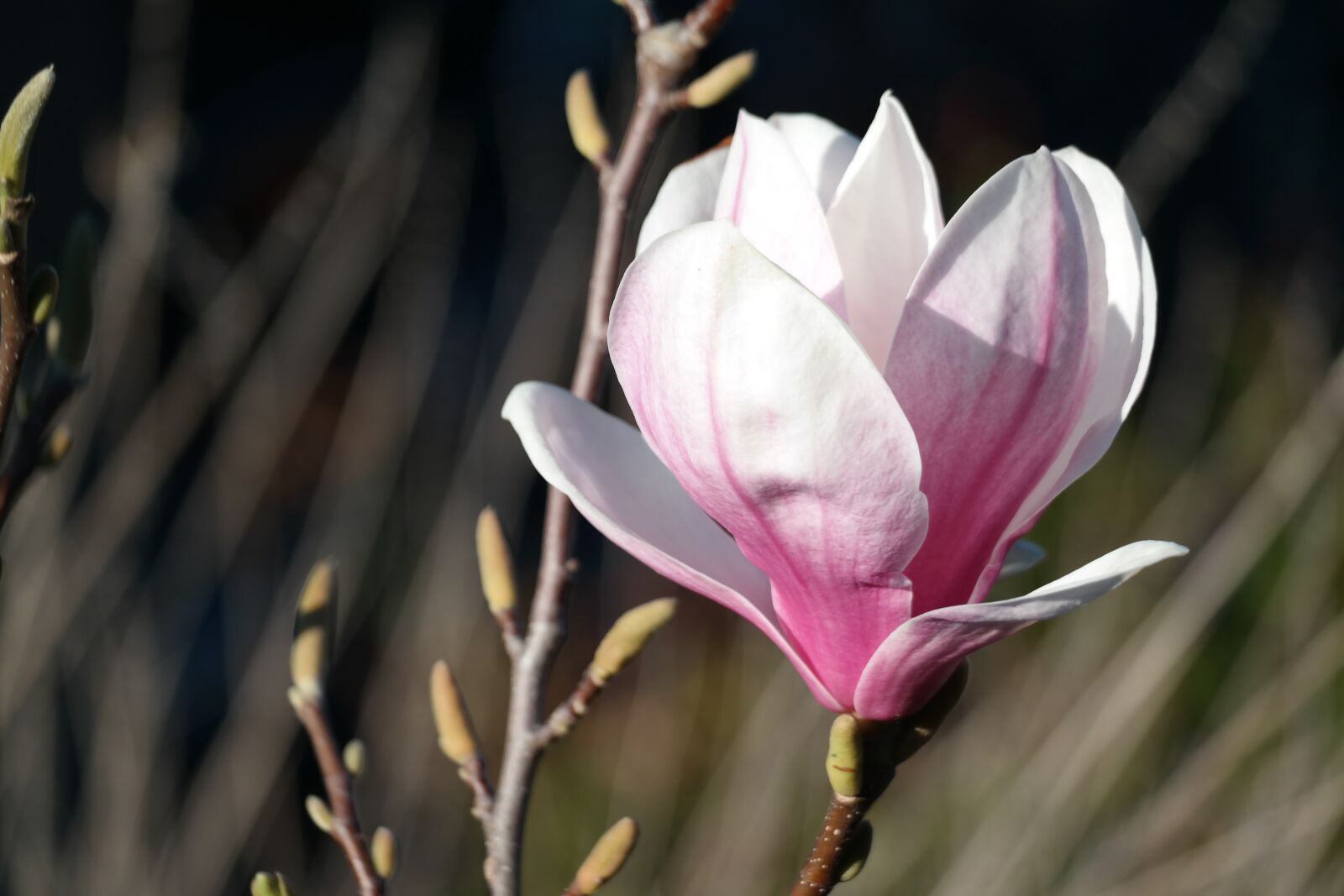 Samsung NX30 + NX 50-200mm F4-5.6 sample photo. Blossom, bloom, flower photography