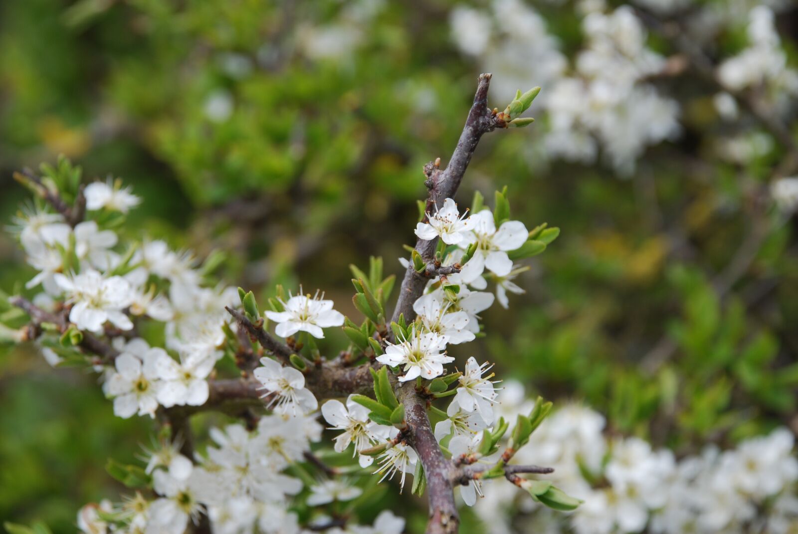 Nikon D80 sample photo. Hawthorn, blossom, flowers photography