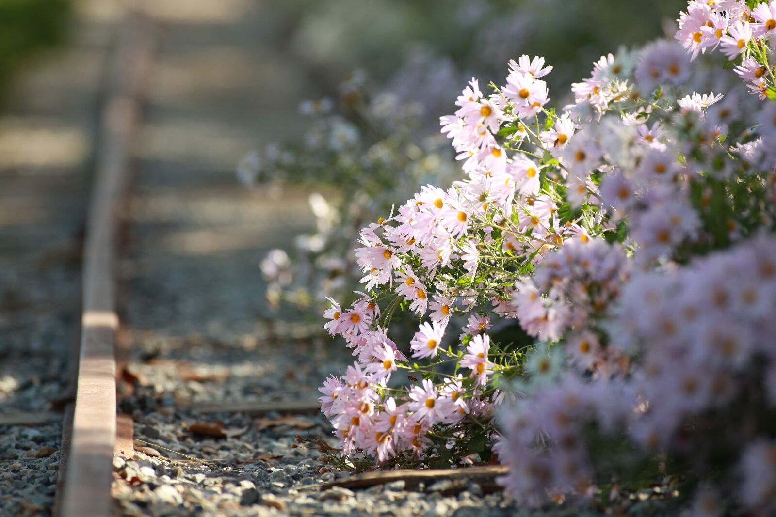 Canon EOS 5D Mark II sample photo. Gujeolcho, fall, fall flowers photography