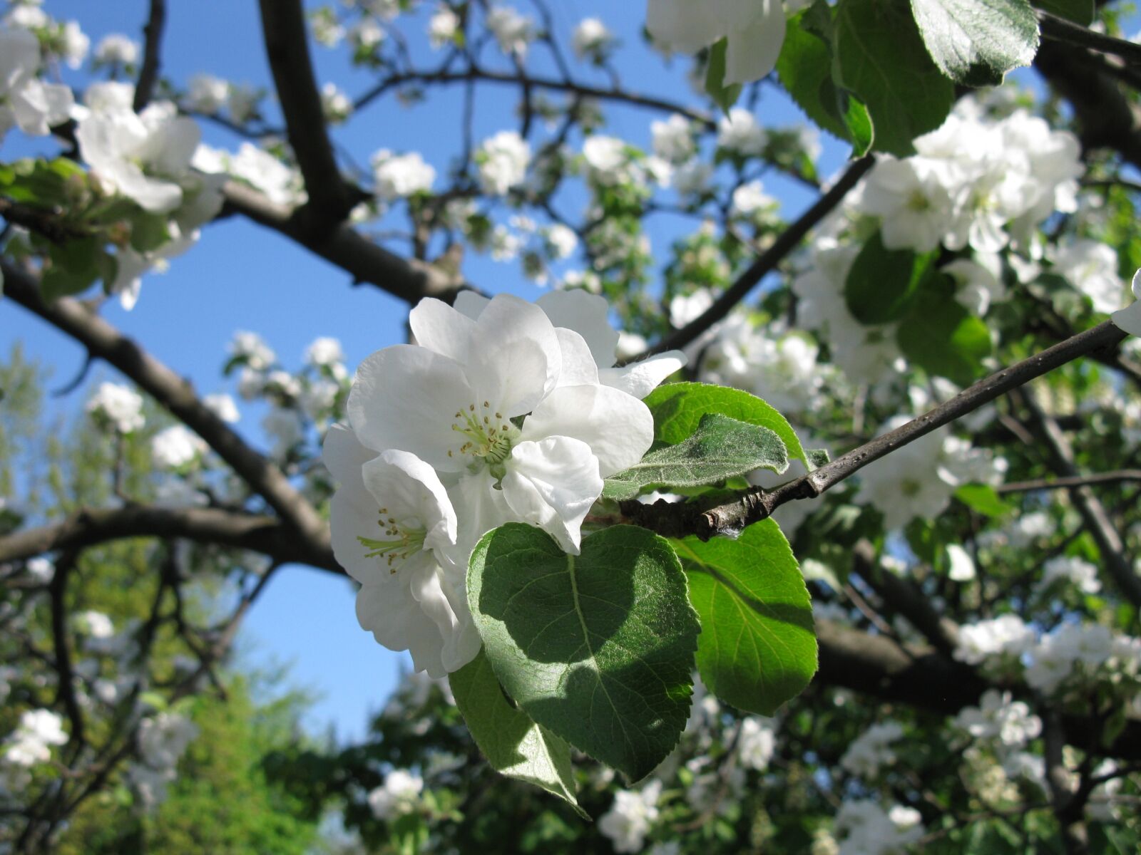 Canon PowerShot A2000 IS sample photo. Apple tree, flowers, blooming photography