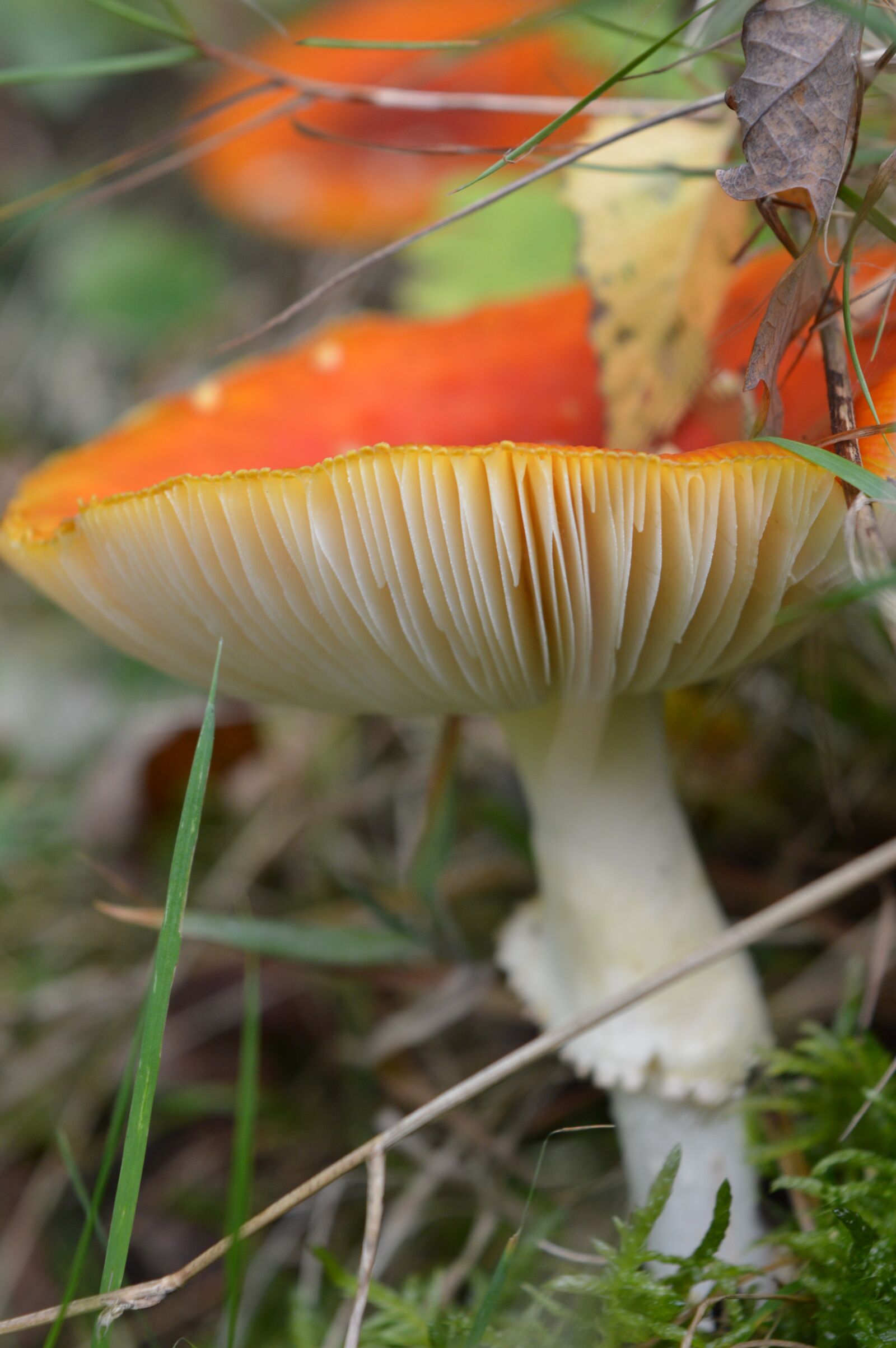 Nikon D3200 sample photo. Mushroom, fly agaric, plaatjespaddenstoel photography