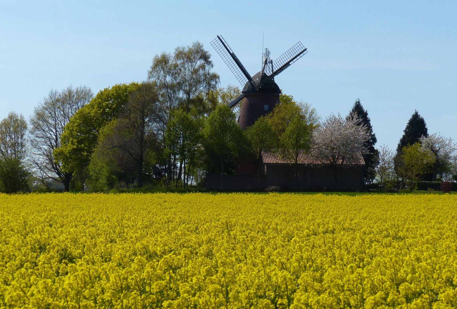 Panasonic Lumix DMC-FZ200 sample photo. Oilseed rape, bloom, field photography